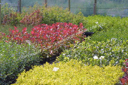 Ashridge Trees Limited