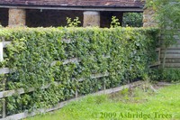 Ashridge Trees Limited