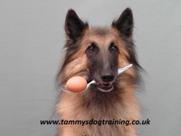 Tammy's Dog Training