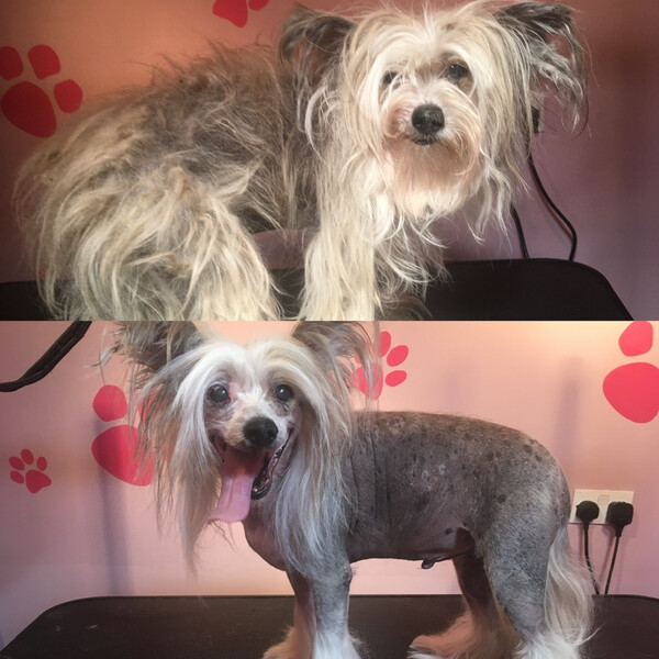 Doggy Ventures Bristol