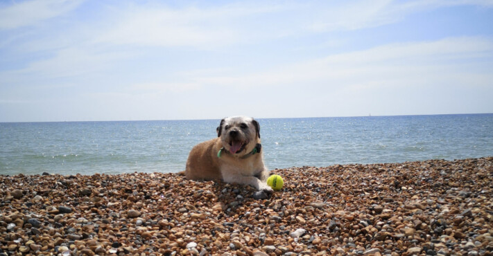 Bien Perro - Bespoke Dog Walking